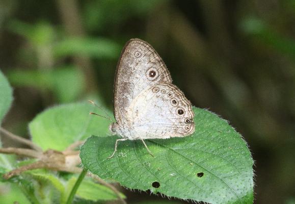 Bicyclus dorothea male UNS